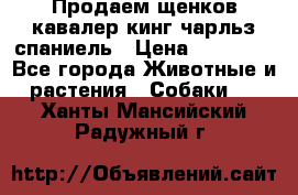 Продаем щенков кавалер кинг чарльз спаниель › Цена ­ 60 000 - Все города Животные и растения » Собаки   . Ханты-Мансийский,Радужный г.